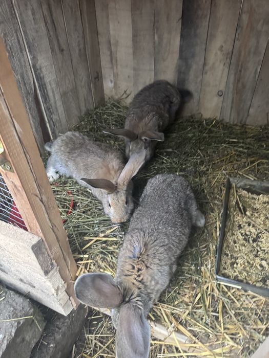 Iepurasi urias german 3 luni 2,700 kg