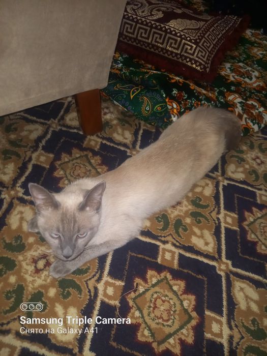 Сиамская кошка ищет жениха