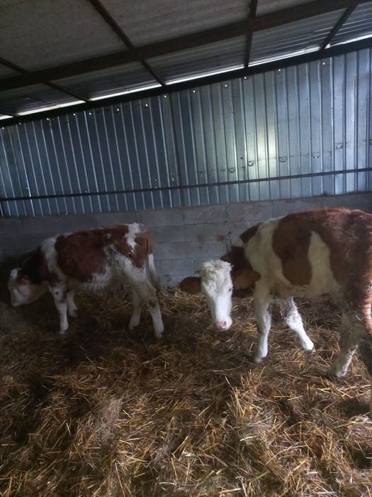 Vând vitei intarcati