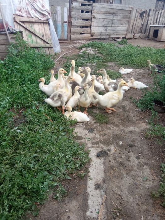 Продам гуят гусей