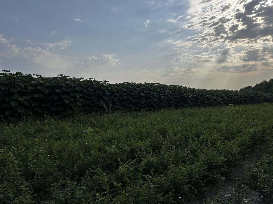 Павлония Pavlovniya bor