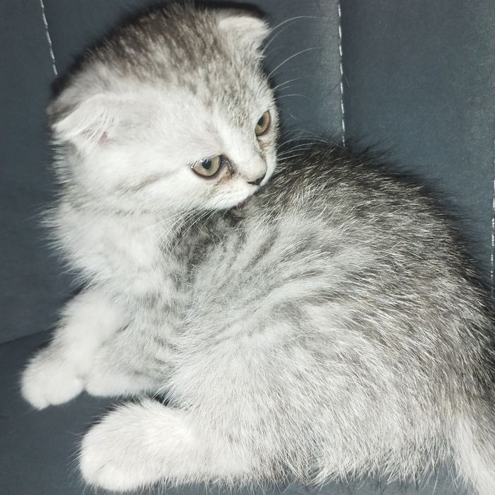 Продам воспитанные вислоухая кошка