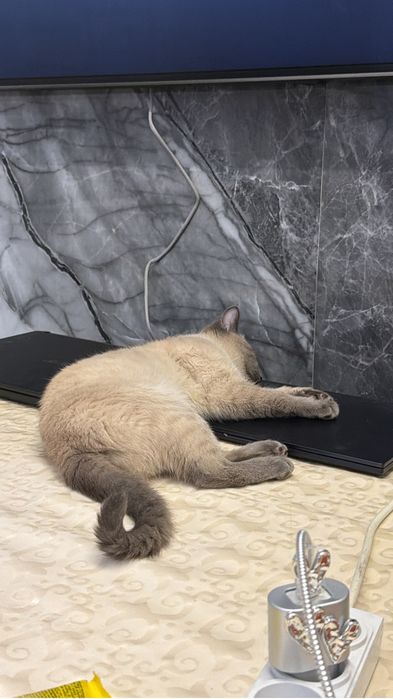 кошечка лапочка милашка