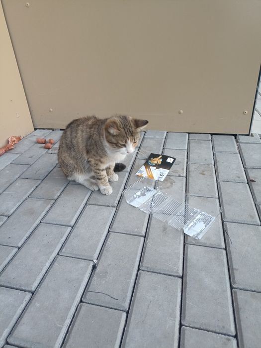 Отдам котов срочно