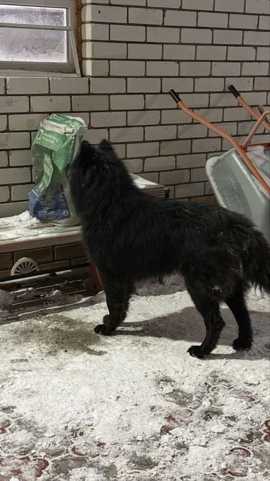 Потеряшка ищет своего хозяина