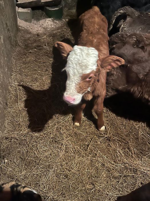 Продам телочку от молочной породы