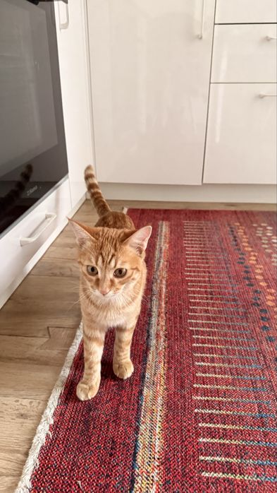 Отдам котёнка в добрые руки