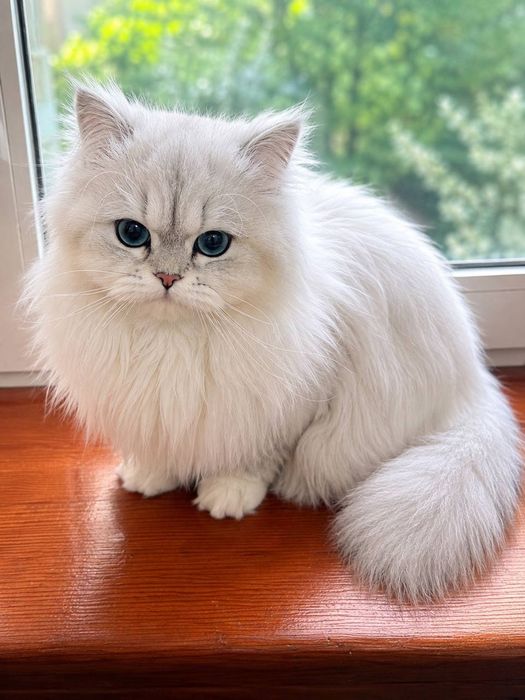 Вязка кота Манчкин
