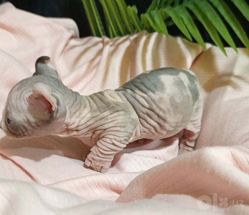 Сфинкс двельф 1 месяц девочка