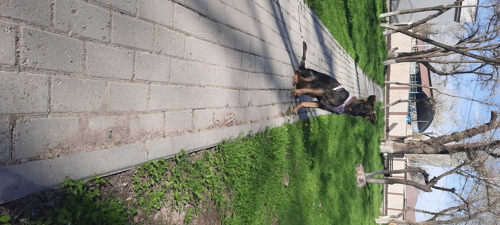 Щенок 6 месяцев бесплатно