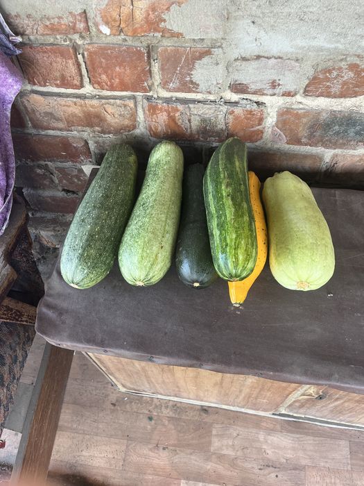Продадим кабачки
