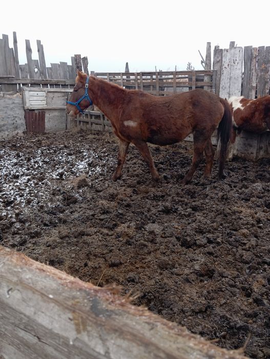 Продам кабылу 730000