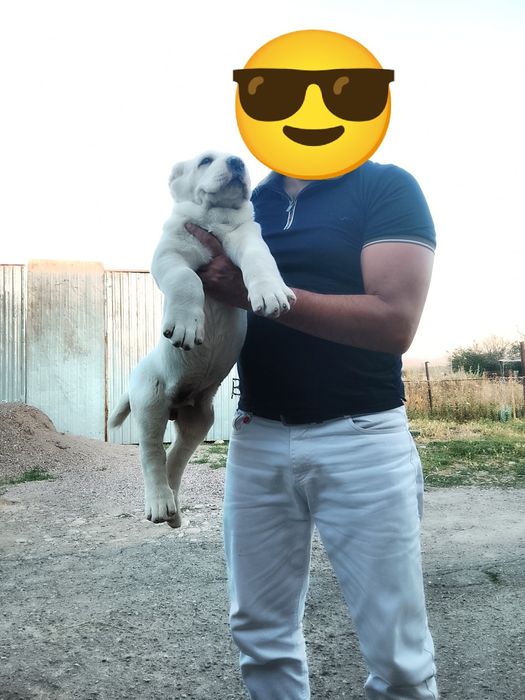 Туркменский алабай Белый медведь мальчик