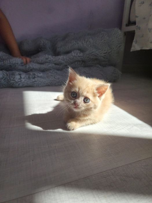 Отдам котят в самые добрые руки