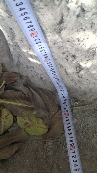 Ёнгок дарахти сотилади