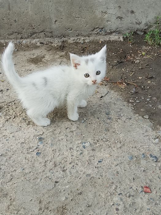 Ищем дом котятам