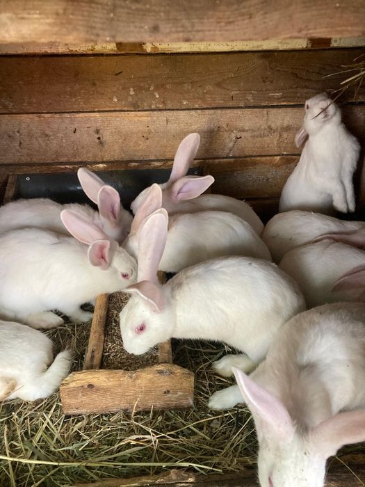 Hycole francez tineret