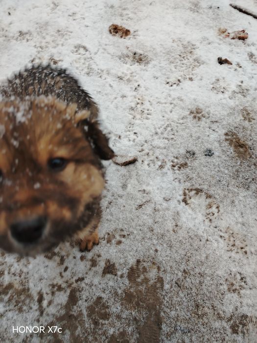 Honor x7 c с гарантией