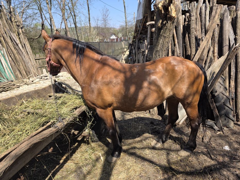 Vand iapa buna de munca