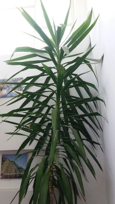 Plante exotice și de terase