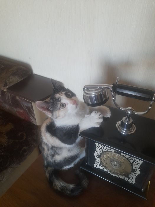 Отдам кошечку  бесплатно.