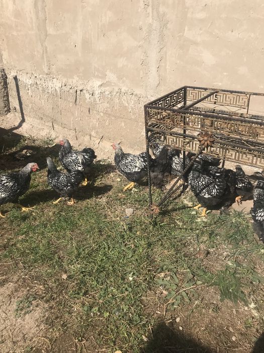 Виандот серебро