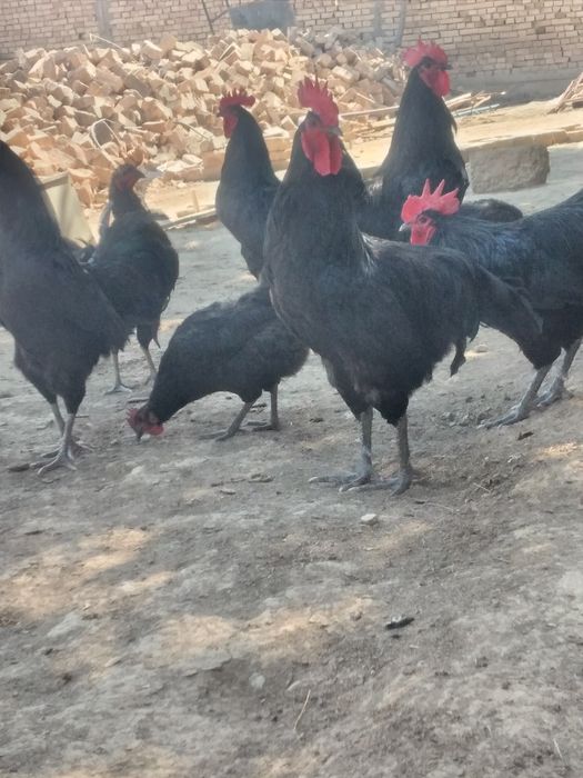 Qora shahzoda tuxumlari bor. Ishonchli va sifatli.