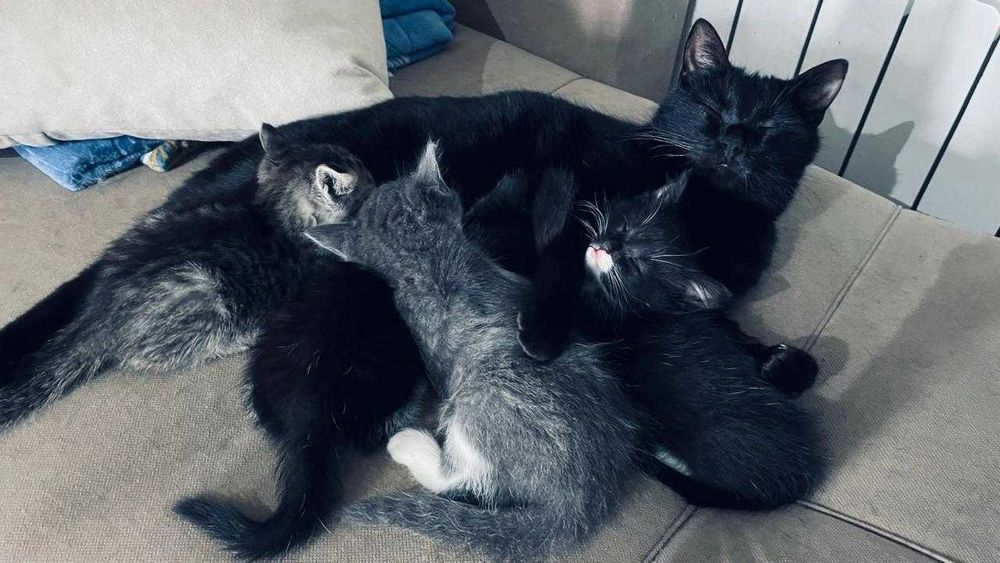 отдам котят в хорошие руки