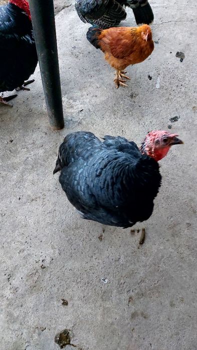 Индюки крупные продам