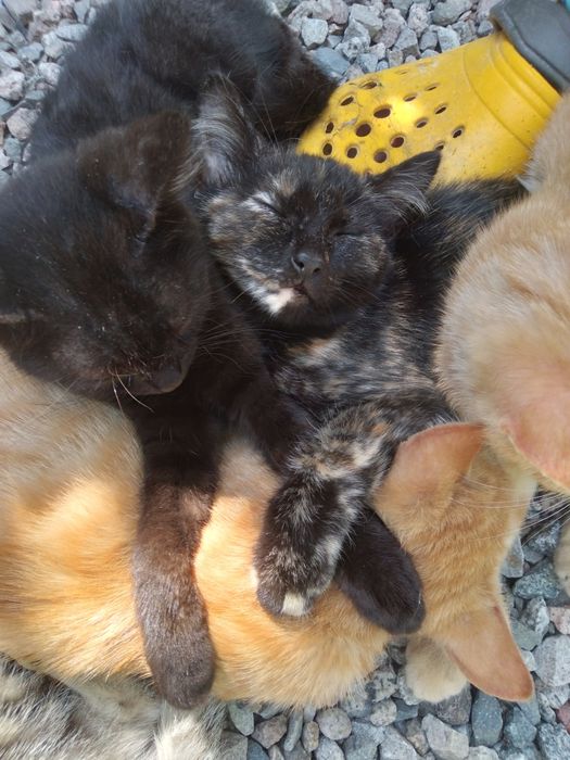 Котенок девочка, в добрые руки