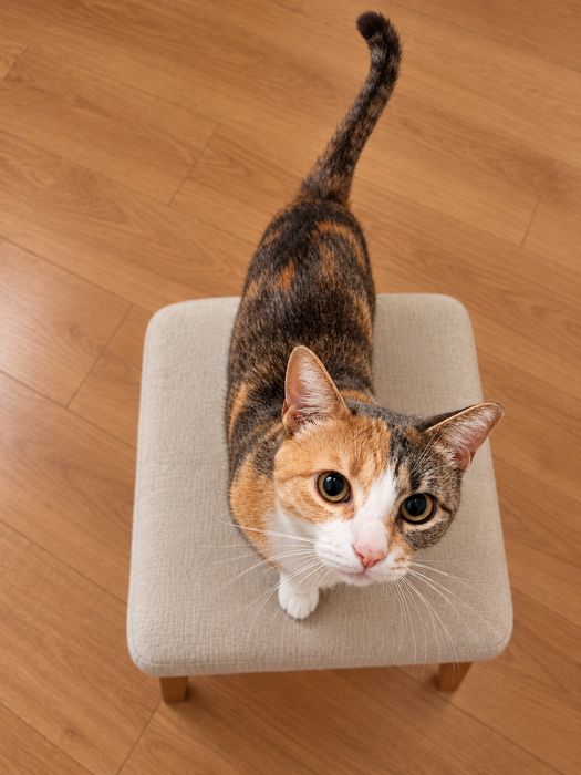 Adoptie pisica calico