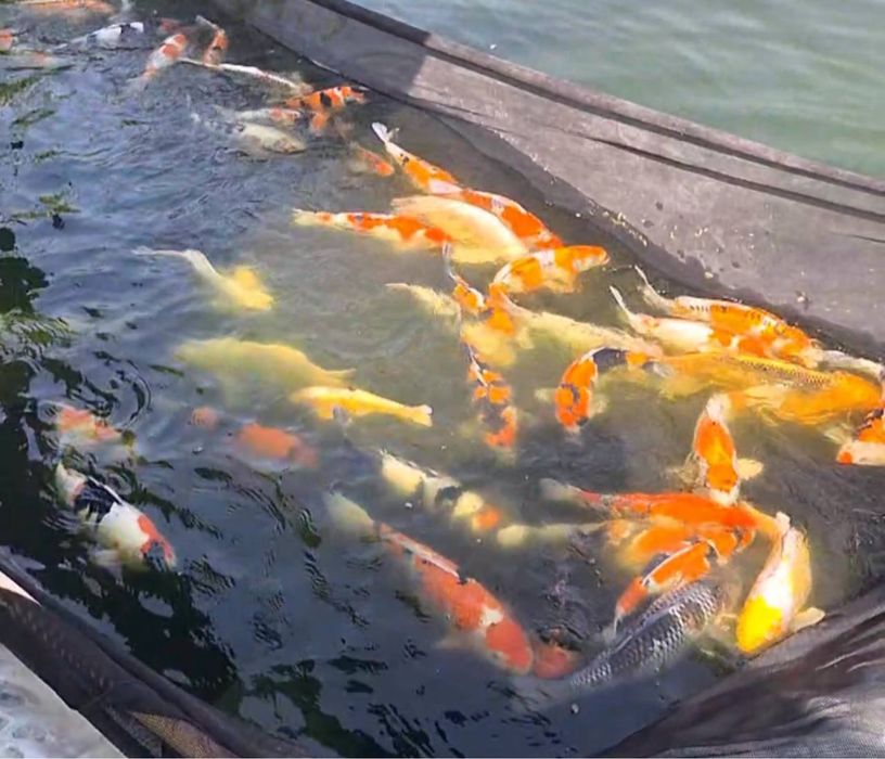 Кои рыба для пруда