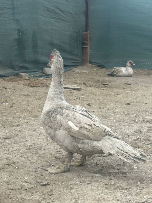 Индоутка лавандовый