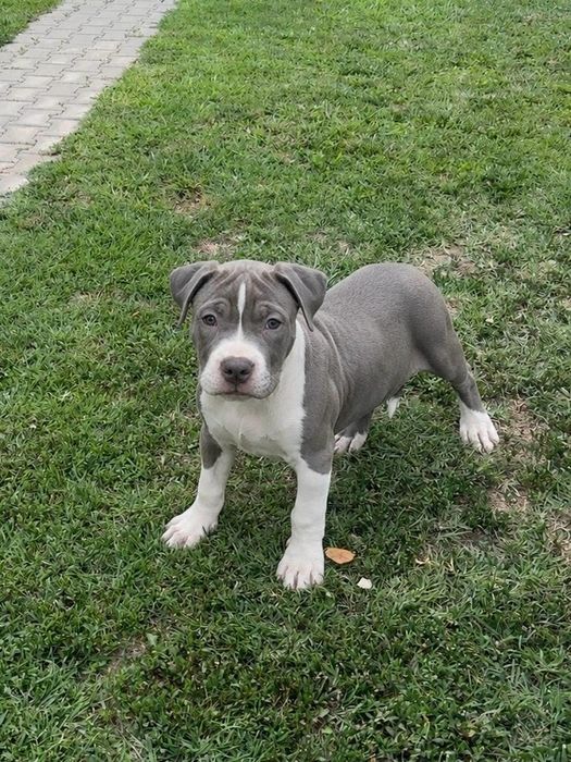 Pui American  XL de top, cu pedigree și origine premium