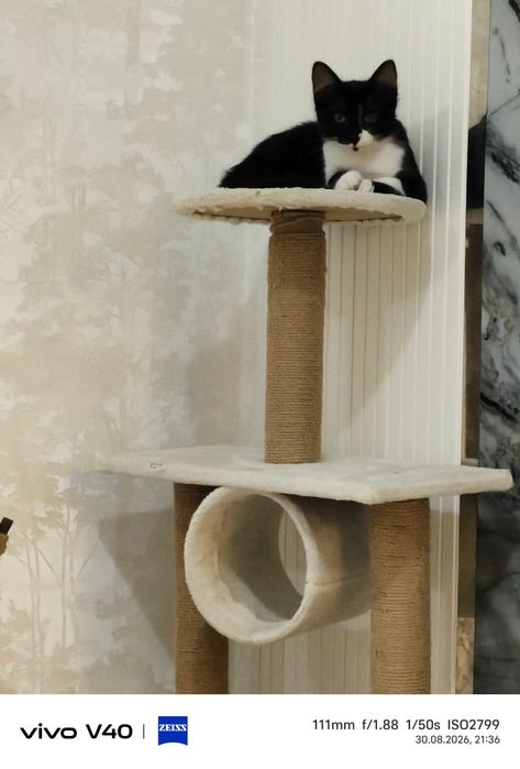Котенок в хорошие руки