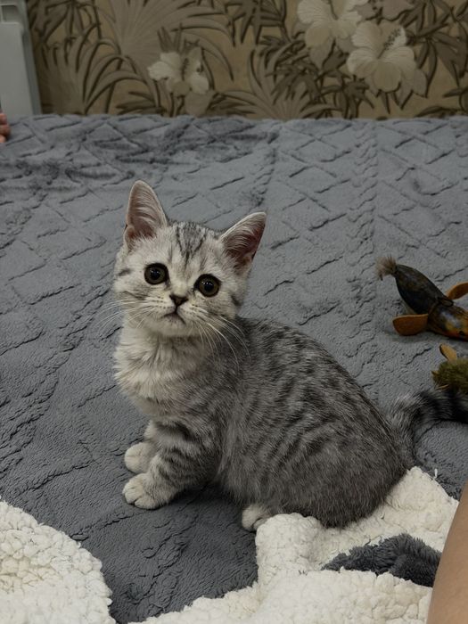 Британский короткошерстный котенок