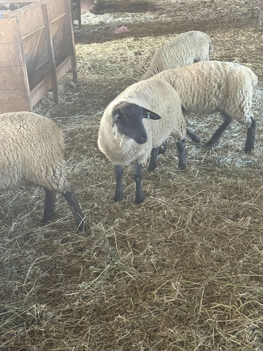Mieluțe rasa Suffolk cu vârsta de peste 6 luni.
