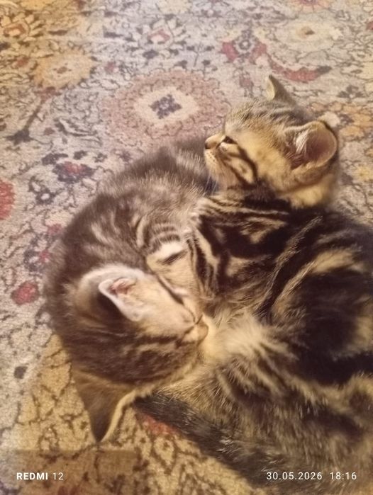 Продам котят британцы