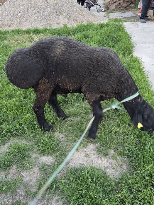 Продам баран кочкар