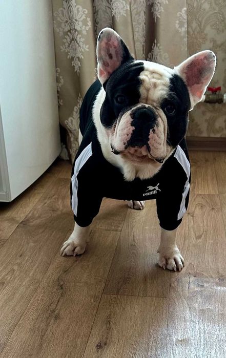 вязка французского бульдога