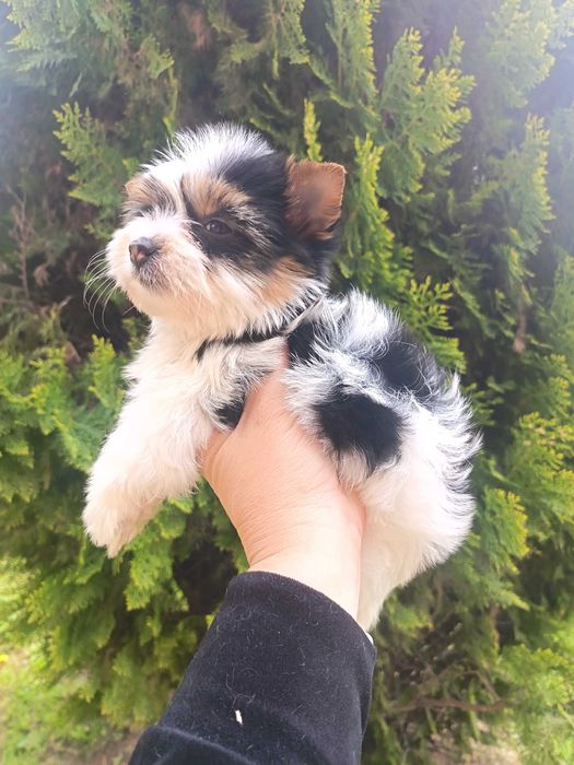 Бивер Йоркширски териер