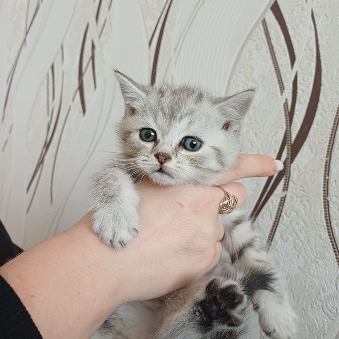 котята шотландцы