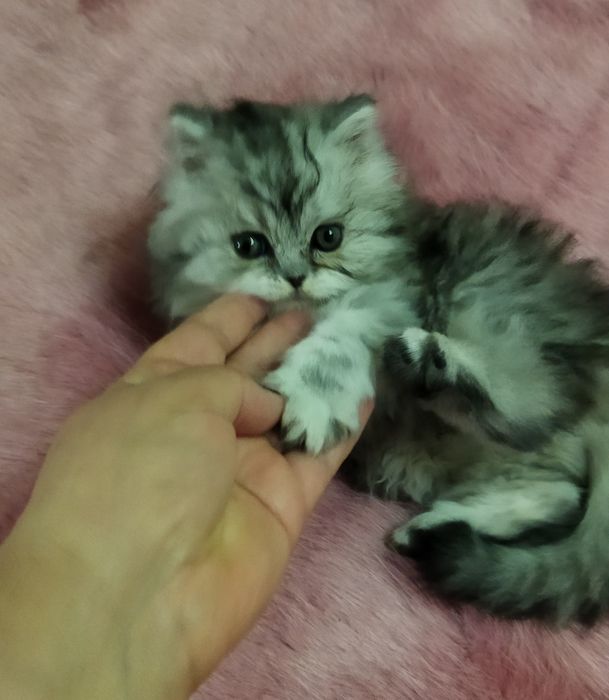 Шотландский котёнок