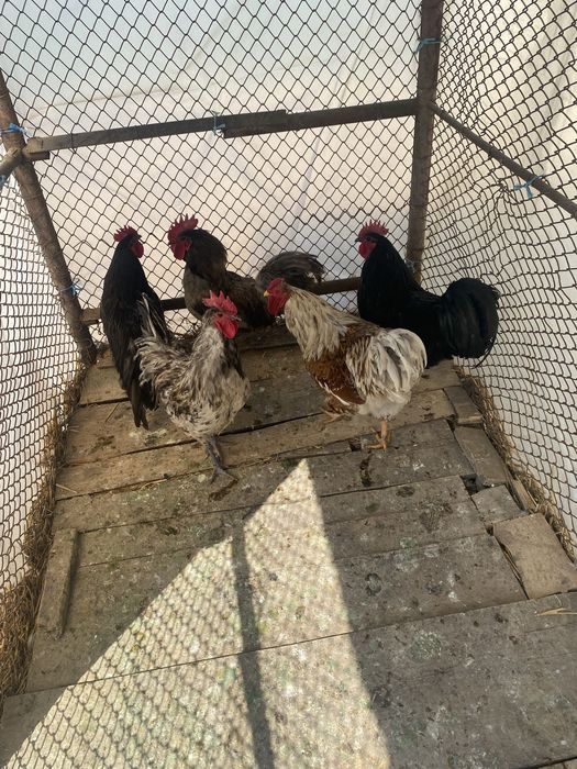 Vand cocoși de rasă