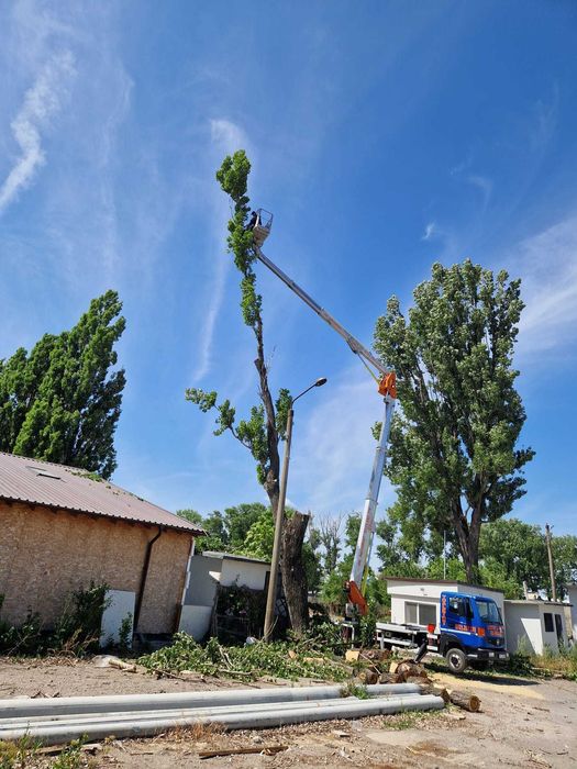 Tăiere/Toaletare Copaci Periculoși