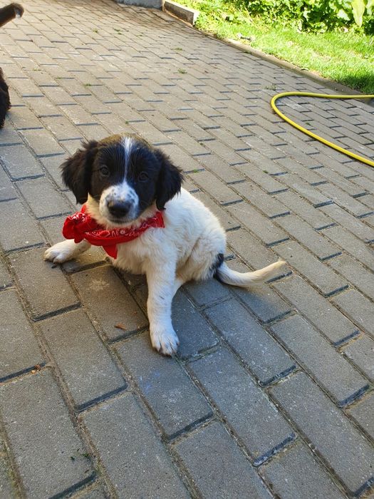 dăm spre adopție Puiuți adorabili