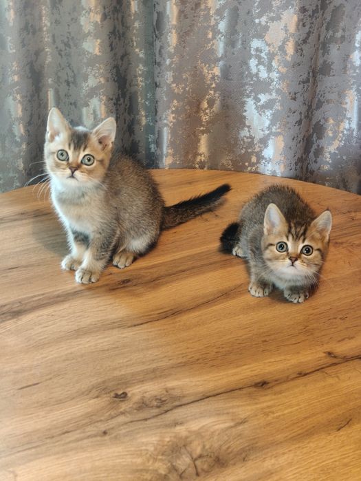 Котята от Шиншиллы