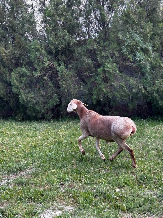Арашан қошқарлар 2 жас