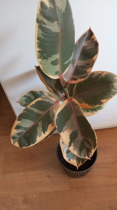 Продам розовый фикус