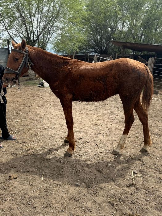 Тай 1 жасар тайлар